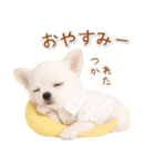 ネガティブな癒し白チワワ（個別スタンプ：2）