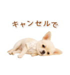 ネガティブな癒し白チワワ（個別スタンプ：3）
