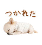 ネガティブな癒し白チワワ（個別スタンプ：5）