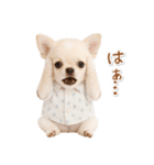 ネガティブな癒し白チワワ（個別スタンプ：6）