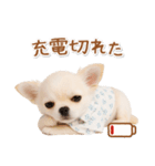 ネガティブな癒し白チワワ（個別スタンプ：8）