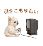 ネガティブな癒し白チワワ（個別スタンプ：9）