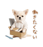 ネガティブな癒し白チワワ（個別スタンプ：10）