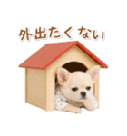 ネガティブな癒し白チワワ（個別スタンプ：11）