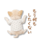 ネガティブな癒し白チワワ（個別スタンプ：12）