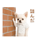 ネガティブな癒し白チワワ（個別スタンプ：14）
