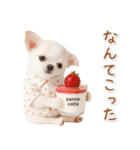 ネガティブな癒し白チワワ（個別スタンプ：15）