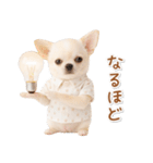 ネガティブな癒し白チワワ（個別スタンプ：17）