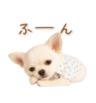 ネガティブな癒し白チワワ（個別スタンプ：18）