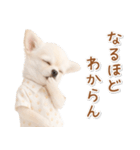 ネガティブな癒し白チワワ（個別スタンプ：19）