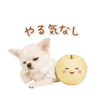 ネガティブな癒し白チワワ（個別スタンプ：21）