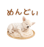 ネガティブな癒し白チワワ（個別スタンプ：22）