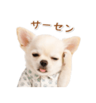 ネガティブな癒し白チワワ（個別スタンプ：25）