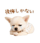 ネガティブな癒し白チワワ（個別スタンプ：27）