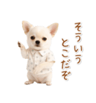 ネガティブな癒し白チワワ（個別スタンプ：30）