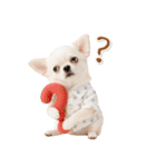 ネガティブな癒し白チワワ（個別スタンプ：33）