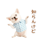 ネガティブな癒し白チワワ（個別スタンプ：34）