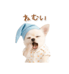 ネガティブな癒し白チワワ（個別スタンプ：37）