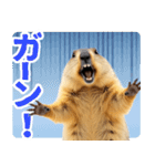 マーモットとビーバーの使いやすいスタンプ（個別スタンプ：13）