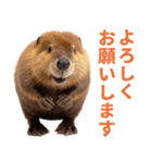 マーモットとビーバーの使いやすいスタンプ（個別スタンプ：14）