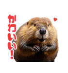 マーモットとビーバーの使いやすいスタンプ（個別スタンプ：16）