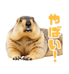 マーモットとビーバーの使いやすいスタンプ（個別スタンプ：20）