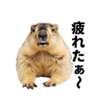 マーモットとビーバーの使いやすいスタンプ（個別スタンプ：25）