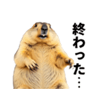 マーモットとビーバーの使いやすいスタンプ（個別スタンプ：27）