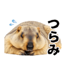 マーモットとビーバーの使いやすいスタンプ（個別スタンプ：28）
