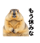 マーモットとビーバーの使いやすいスタンプ（個別スタンプ：29）
