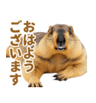マーモットとビーバーの使いやすいスタンプ（個別スタンプ：31）