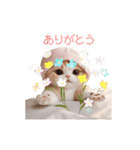 動く スコティッシュ猫 可愛い＆優しい日常（個別スタンプ：1）
