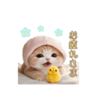 動く スコティッシュ猫 可愛い＆優しい日常（個別スタンプ：2）