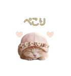 動く スコティッシュ猫 可愛い＆優しい日常（個別スタンプ：6）