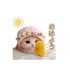 動く スコティッシュ猫 可愛い＆優しい日常（個別スタンプ：7）