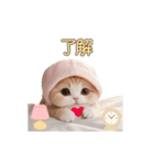 動く スコティッシュ猫 可愛い＆優しい日常（個別スタンプ：10）