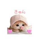 動く スコティッシュ猫 可愛い＆優しい日常（個別スタンプ：11）