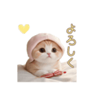 動く スコティッシュ猫 可愛い＆優しい日常（個別スタンプ：16）
