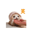 動く スコティッシュ猫 可愛い＆優しい日常（個別スタンプ：17）