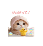 動く スコティッシュ猫 可愛い＆優しい日常（個別スタンプ：18）