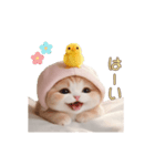 動く スコティッシュ猫 可愛い＆優しい日常（個別スタンプ：19）