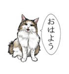 意外と使える吹き出し付きリアル猫 2（個別スタンプ：1）