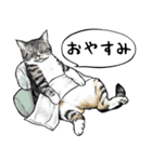 意外と使える吹き出し付きリアル猫 2（個別スタンプ：2）