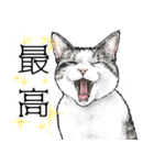 意外と使える吹き出し付きリアル猫 2（個別スタンプ：6）