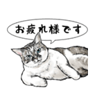 意外と使える吹き出し付きリアル猫 2（個別スタンプ：7）
