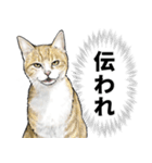 意外と使える吹き出し付きリアル猫 2（個別スタンプ：9）