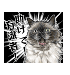 意外と使える吹き出し付きリアル猫 2（個別スタンプ：10）