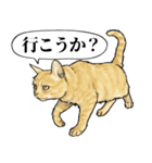 意外と使える吹き出し付きリアル猫 2（個別スタンプ：11）