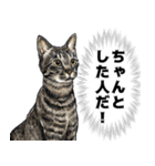 意外と使える吹き出し付きリアル猫 2（個別スタンプ：12）