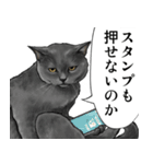 意外と使える吹き出し付きリアル猫 2（個別スタンプ：13）